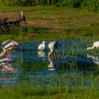 Resize_0014_Bundala-2